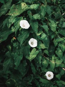 Moonflower white flowers