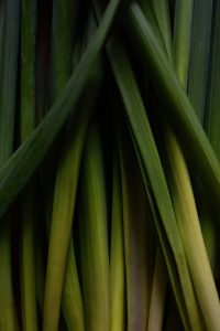Lemongrass harvested