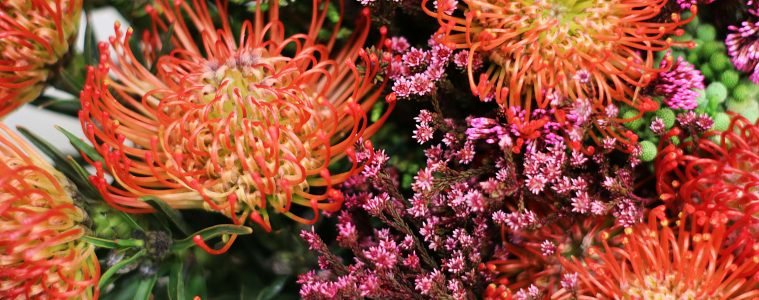 Companion planting a fynbos variety
