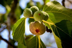 Figs on a tree
