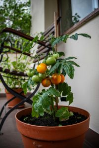 Tomatoes growing: Part of urban garden strategies