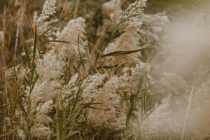 ornamental grass