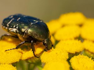 Beetle pollination a yellow flower plant.