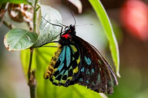 Beneficial Butterfly in the garden