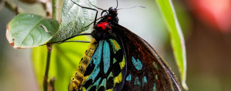 Beneficial Butterfly in the garden