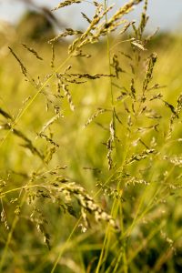 Tufted Hairgrass growing