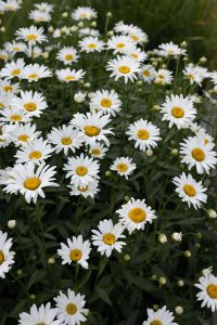 April birth flowers