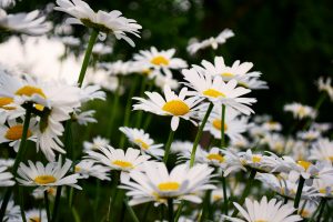 April birth flowers