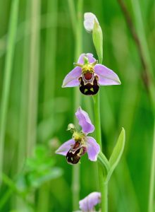 orchid endangered orchid flowers