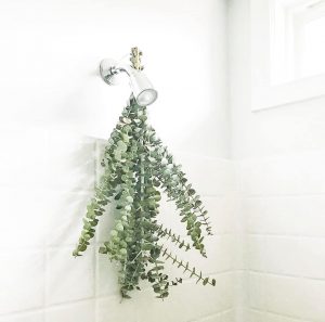 hanging eucalyptus leaves in the shower