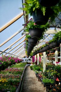 green roof ideas protective green roof