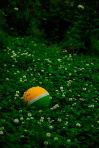 Irish moss with a ball on the ground