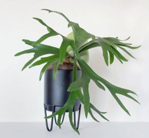 Staghorn