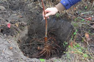 Planting dormant bare root tree