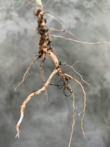 Small bare root plant before planting