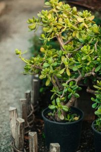 pexels-anna-khomutova-3562984-5781634