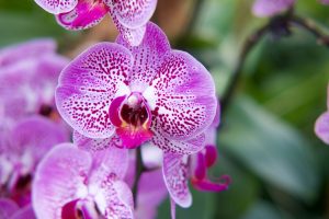orchid endangered orchid flowers