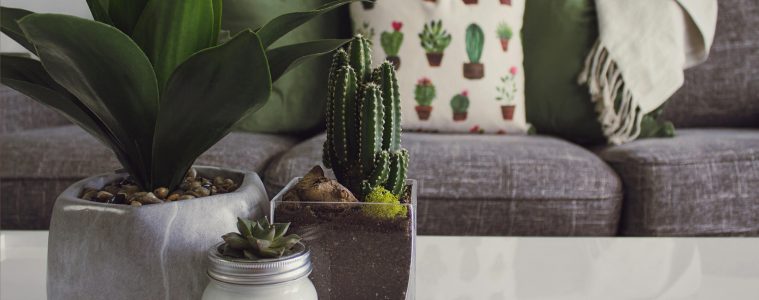 pexels-designecologist-1005058