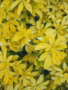 Creeping mahonia bright yellow flowers in bloom