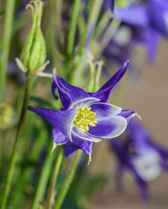 Purple Columbine flowers