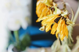 pexels-jenna-hamra-248942-2945572