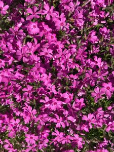 pexels-luleigh1-11637726