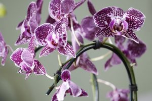 orchid endangered orchid flower