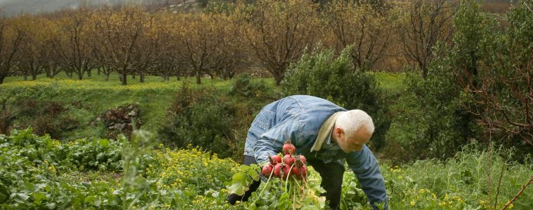 Harvesting in winter