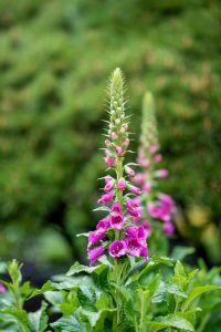 Foxgloves