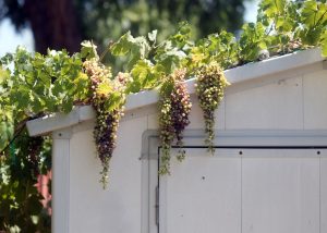 green roof ideas garden rood shed