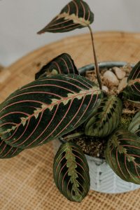 The best coffee table plants
