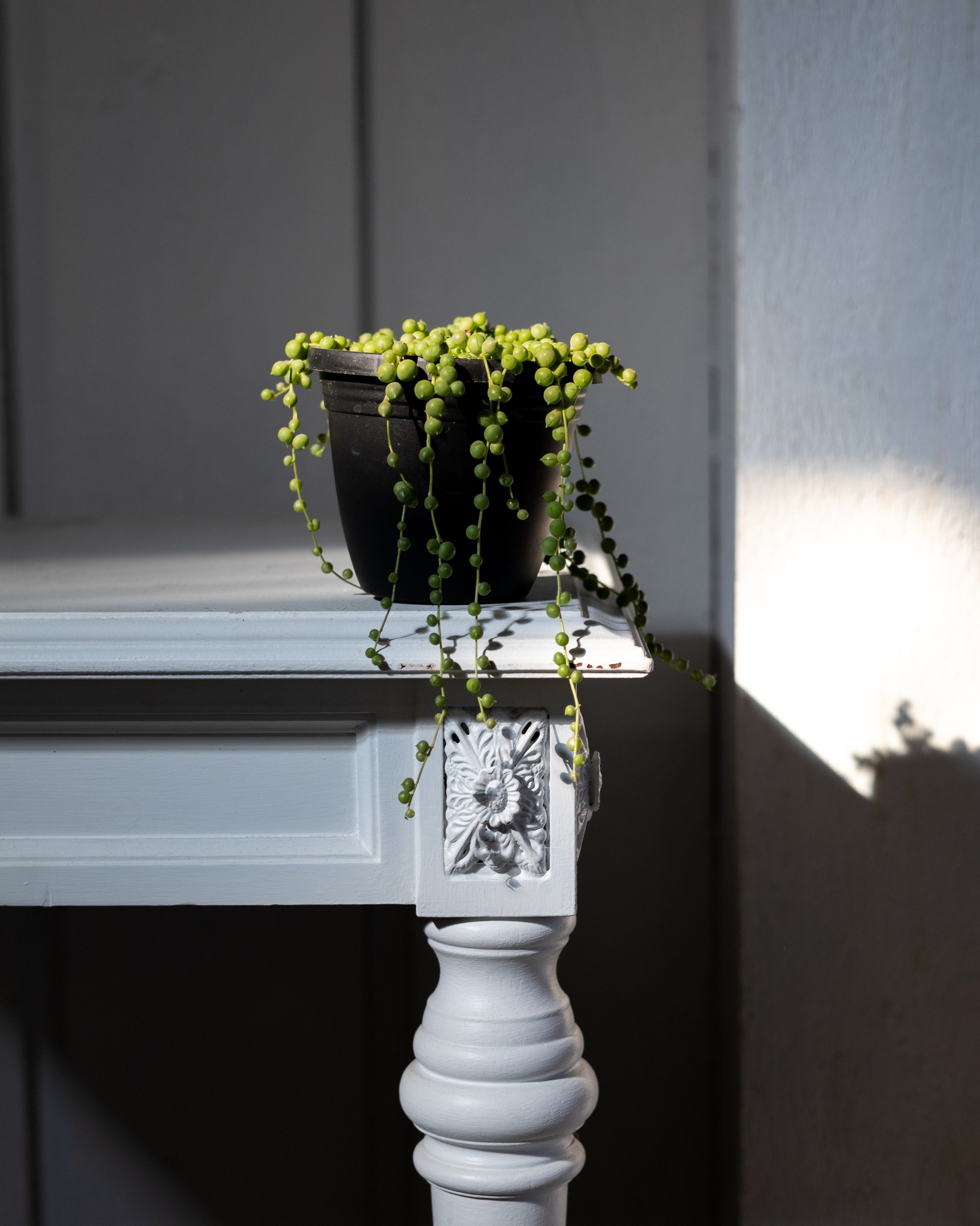 Houseplants that are perfect for hanging