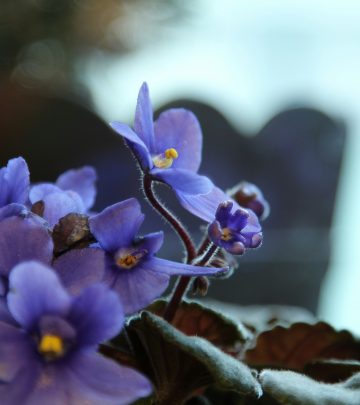 corina-bianca-alb-oatNLuTMfiY-unsplash