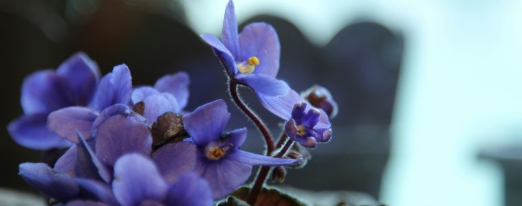 corina-bianca-alb-oatNLuTMfiY-unsplash