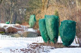 sheets to protect shrub plants
