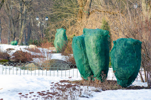sheets to protect shrub plants