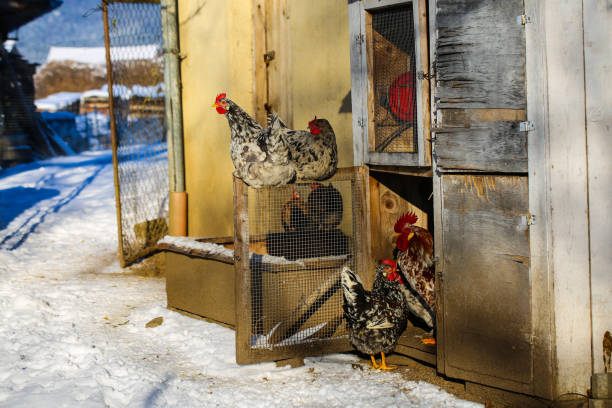 Chickens in the outdoor 