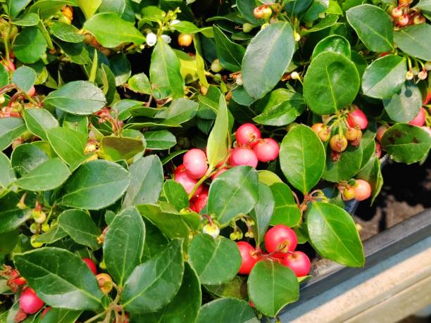 Wintergreens