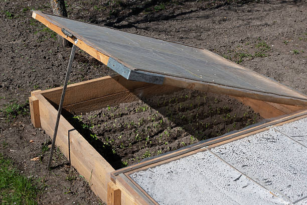 Outdoor wooden cold frame