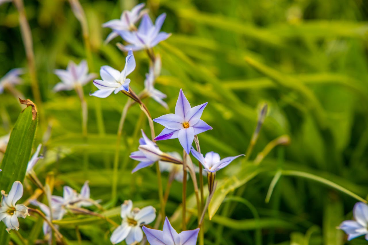 Plant the starflower now for the best spring blooms