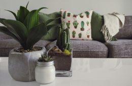pexels-designecologist-1005058
