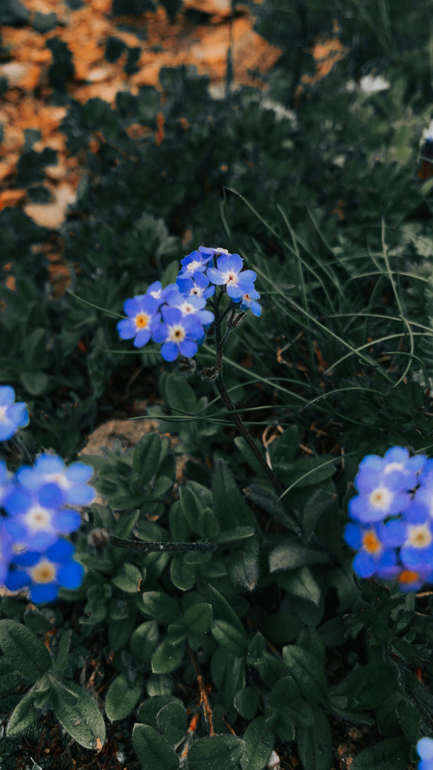 pexels-didsss-9170406