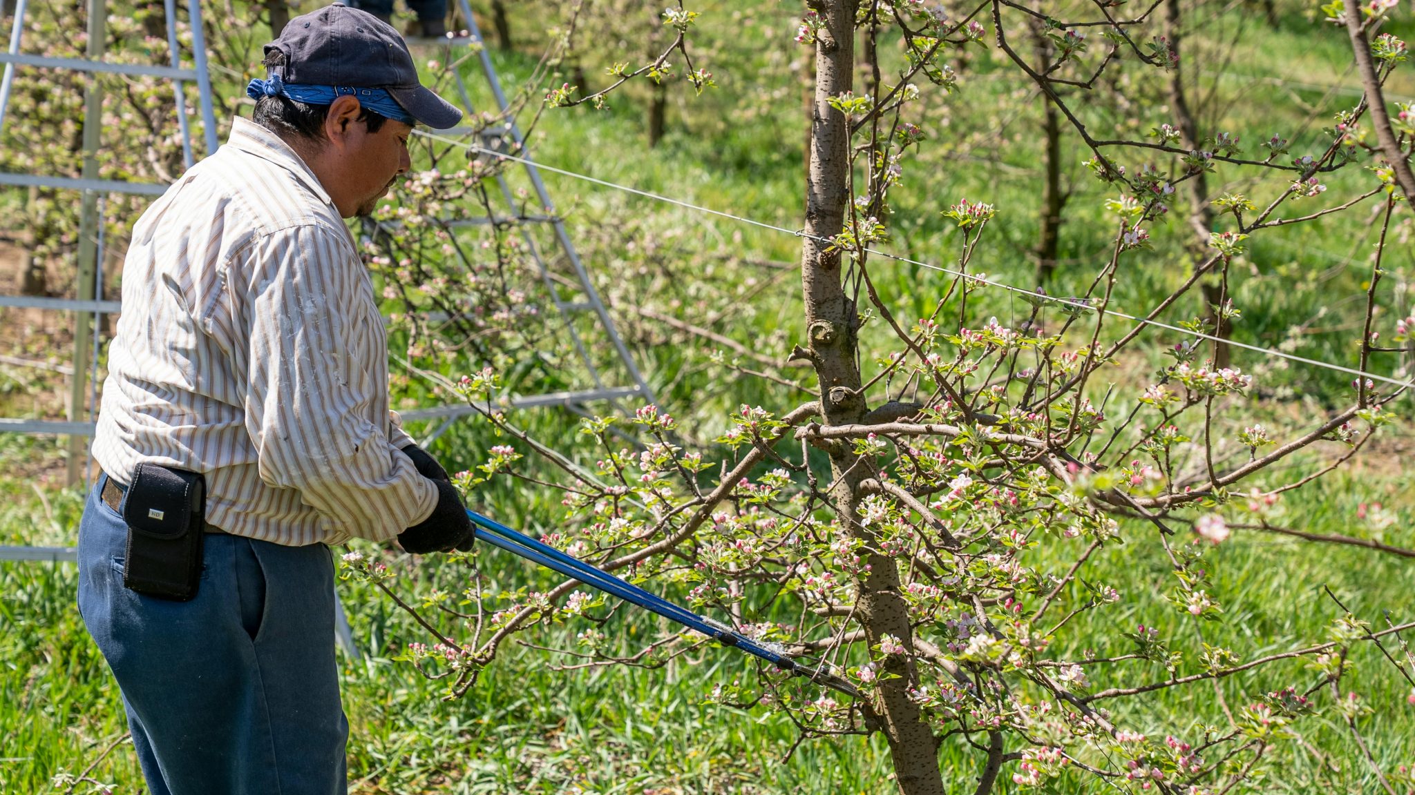 Master the art of pruning: When and how to prune your plants ...