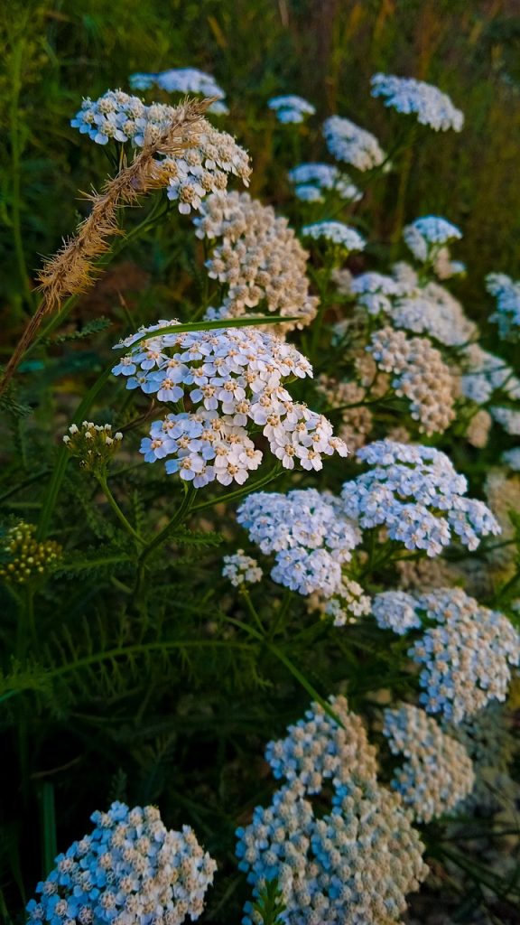Yarrow Path How to grow yarrow