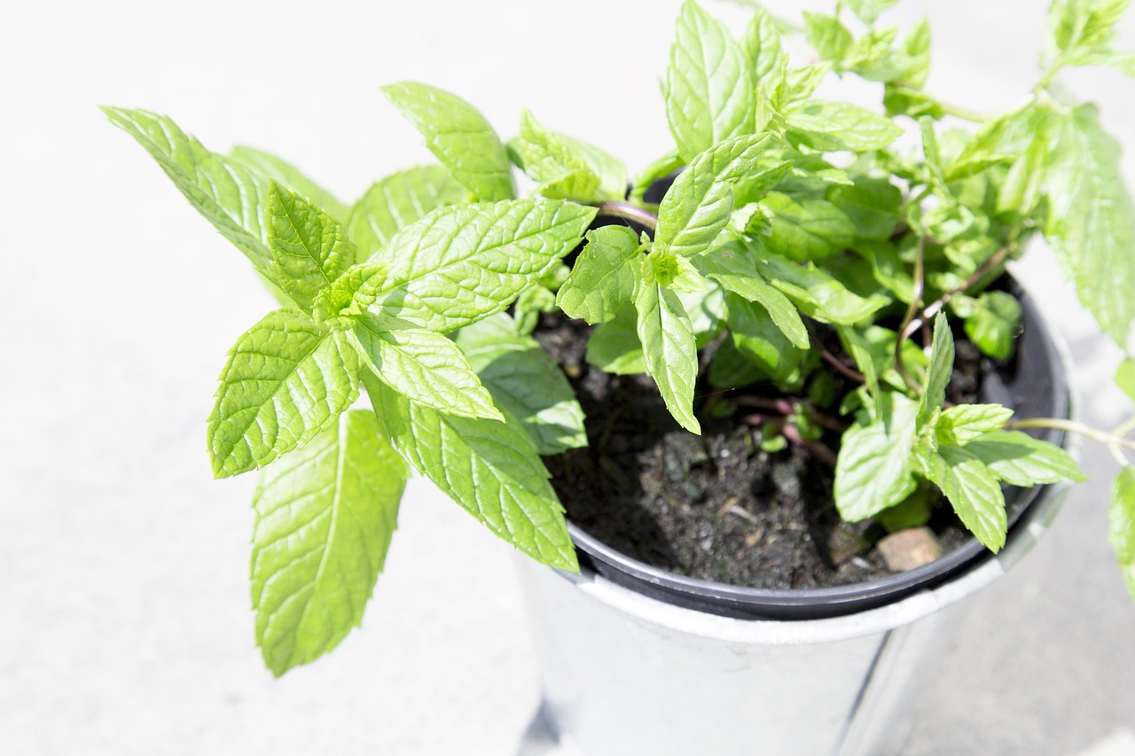 avoid growing mint