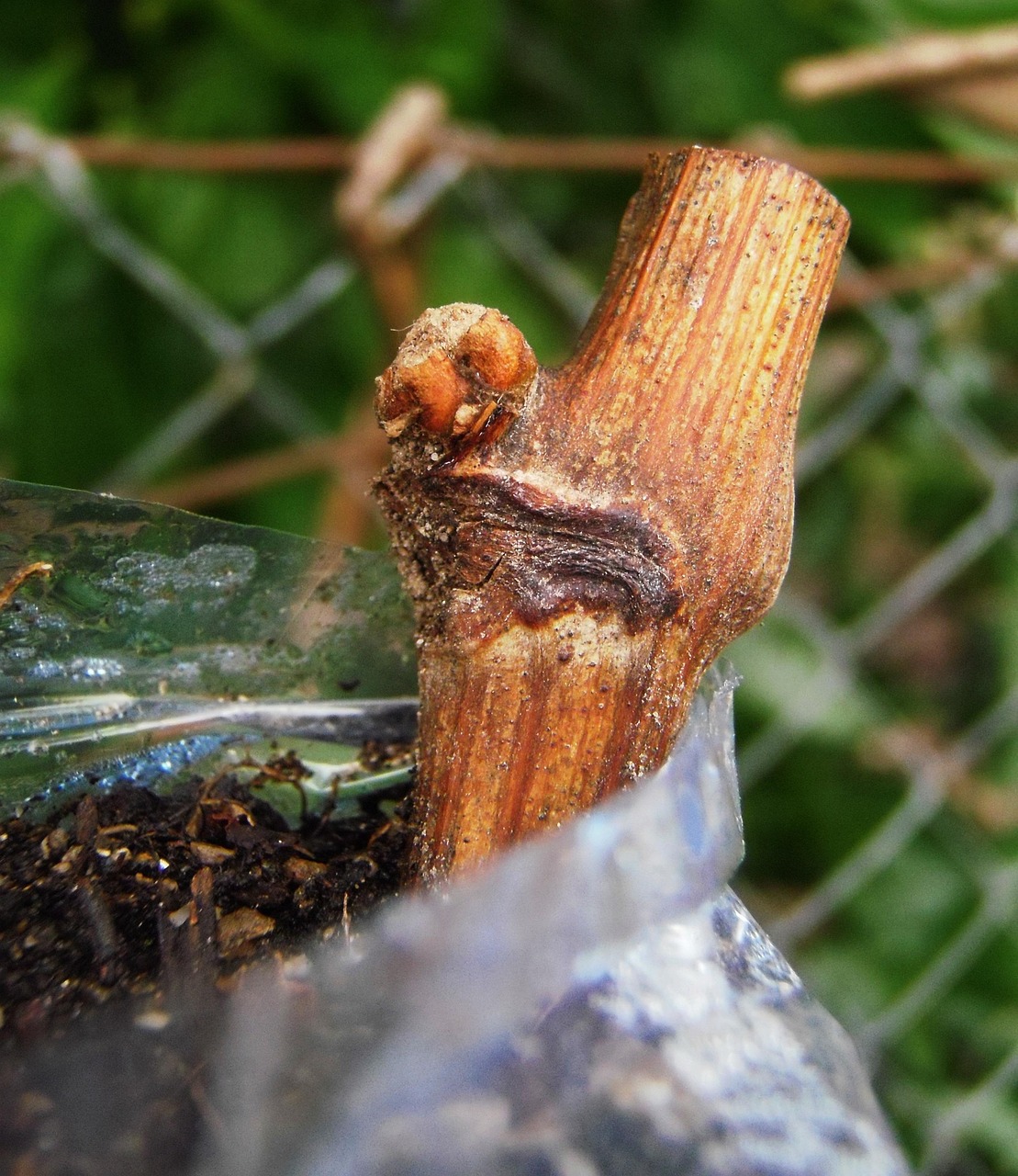 Plant grafting sprouting 