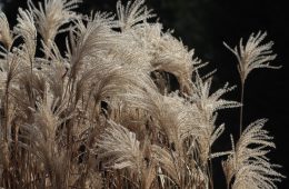 grasses-3987810_1280