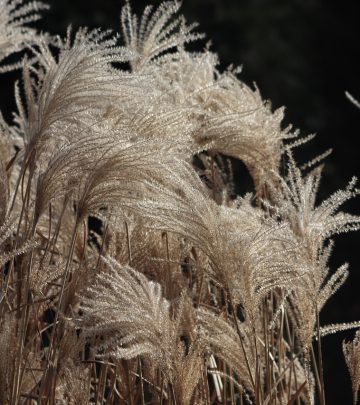 grasses-3987810_1280