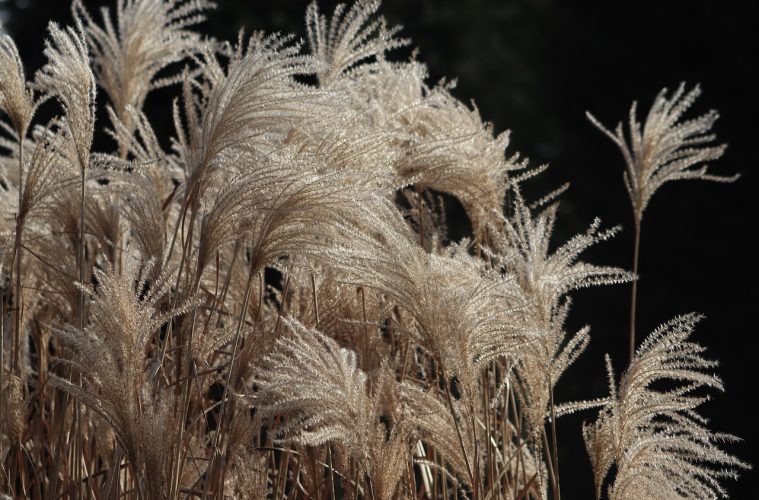 grasses-3987810_1280