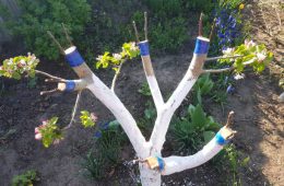 Apple tree grafted